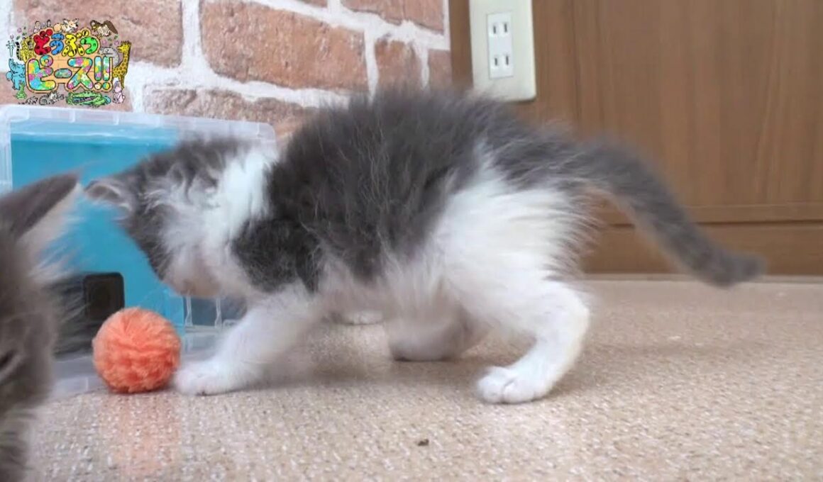 【公式ループ配信】2/22は猫の日！かわいいネコちゃん大集合！🐈#猫 #ねこ #猫の日