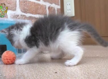 【公式ループ配信】2/22は猫の日！かわいいネコちゃん大集合！🐈#猫 #ねこ #猫の日