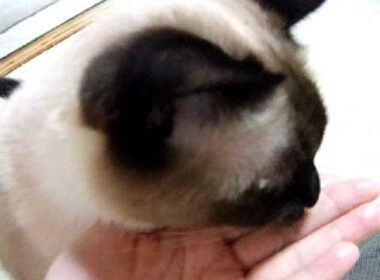 シャム猫　ワっち　パンちょーだいっ！