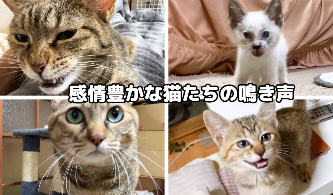 子猫時代から今の猫たちの鳴き声はこんなに可愛く個性豊かでした【にゃんにゃんにゃんの日】
