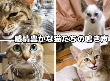 子猫時代から今の猫たちの鳴き声はこんなに可愛く個性豊かでした【にゃんにゃんにゃんの日】