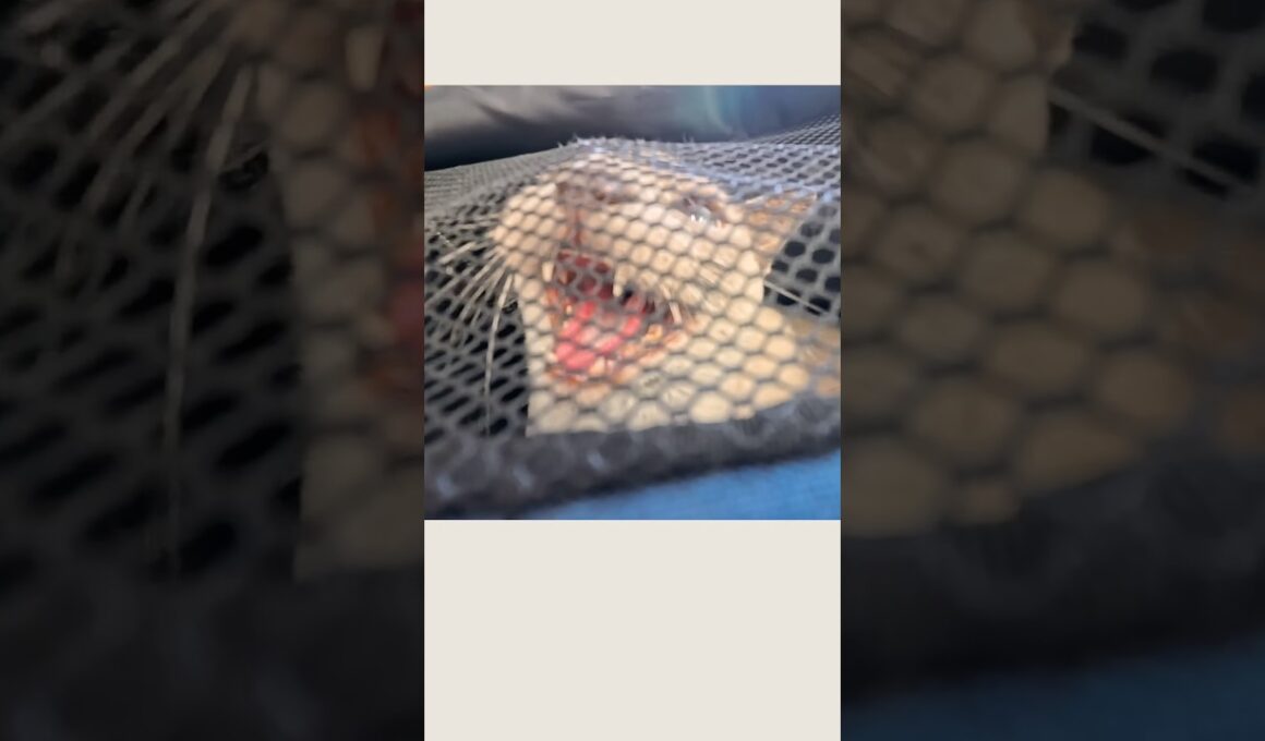 ワクチンの日に怒り猫になりました…【猫の鳴き声・動物病院】