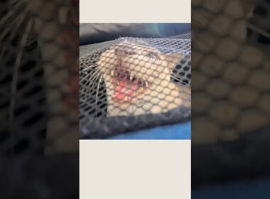 ワクチンの日に怒り猫になりました…【猫の鳴き声・動物病院】