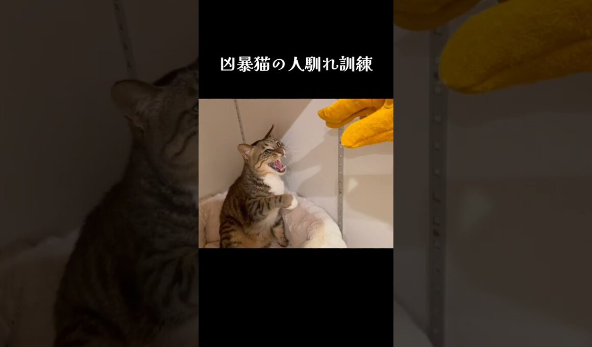 徐々に心を開いていく凶暴猫／ #猫 #保護猫 #shorts