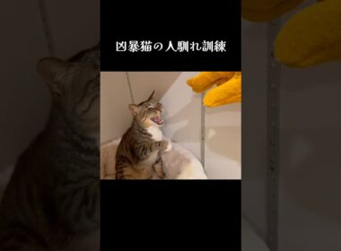 徐々に心を開いていく凶暴猫／ #猫 #保護猫 #shorts