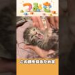 手のひらサイズの子猫【つみきの大冒険004】#shorts #子猫 #保護猫