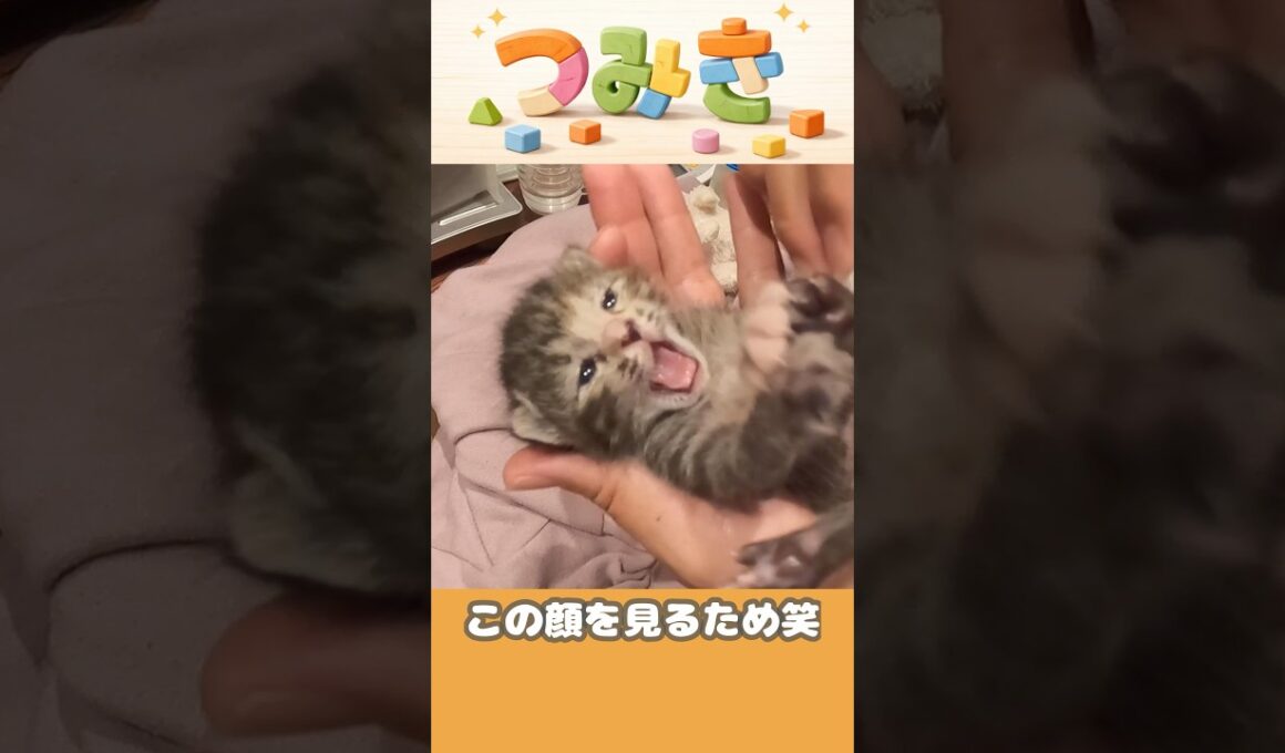 手のひらサイズの子猫【つみきの大冒険004】#shorts #子猫 #保護猫