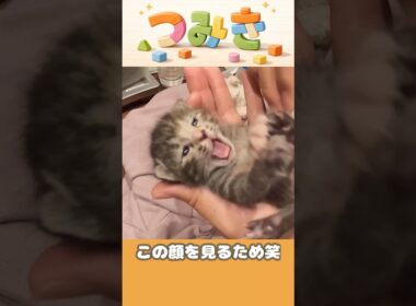手のひらサイズの子猫【つみきの大冒険004】#shorts #子猫 #保護猫