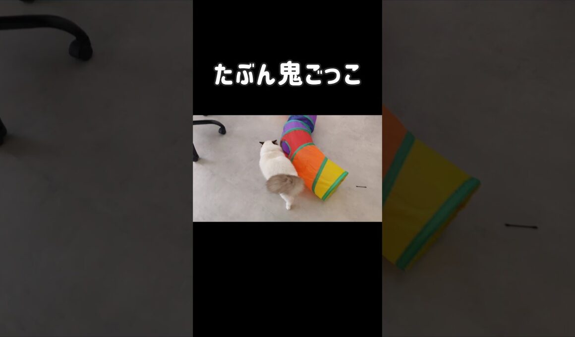 #shorts #ラグドール #子猫 #猫のいる生活 #甘えん坊猫 #ぬいぐるみ猫