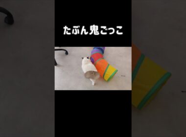 #shorts #ラグドール #子猫 #猫のいる生活 #甘えん坊猫 #ぬいぐるみ猫