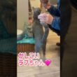 ロシブル💗ラブちゃん・お座り😄　#ロシブル #ロシアンブルー #ラブちゃん