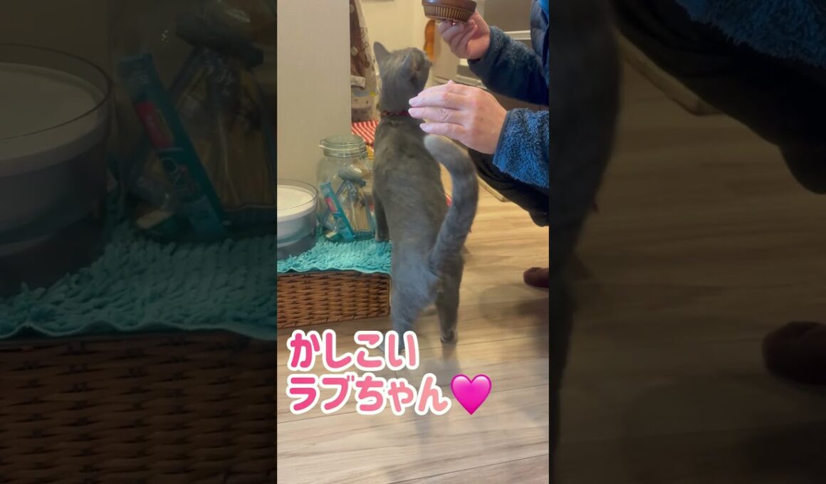 ロシブル💗ラブちゃん・お座り😄　#ロシブル #ロシアンブルー #ラブちゃん