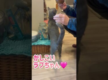ロシブル💗ラブちゃん・お座り😄　#ロシブル #ロシアンブルー #ラブちゃん