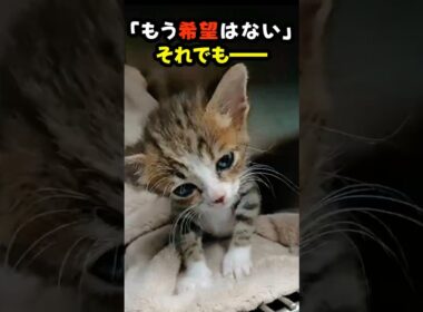 「もう希望はない」と言われた子猫の、奇跡の成長