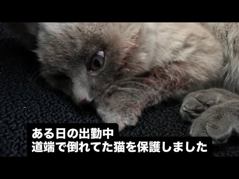 国道で倒れてた猫を保護しました#子猫 #猫 #保護猫 #cat