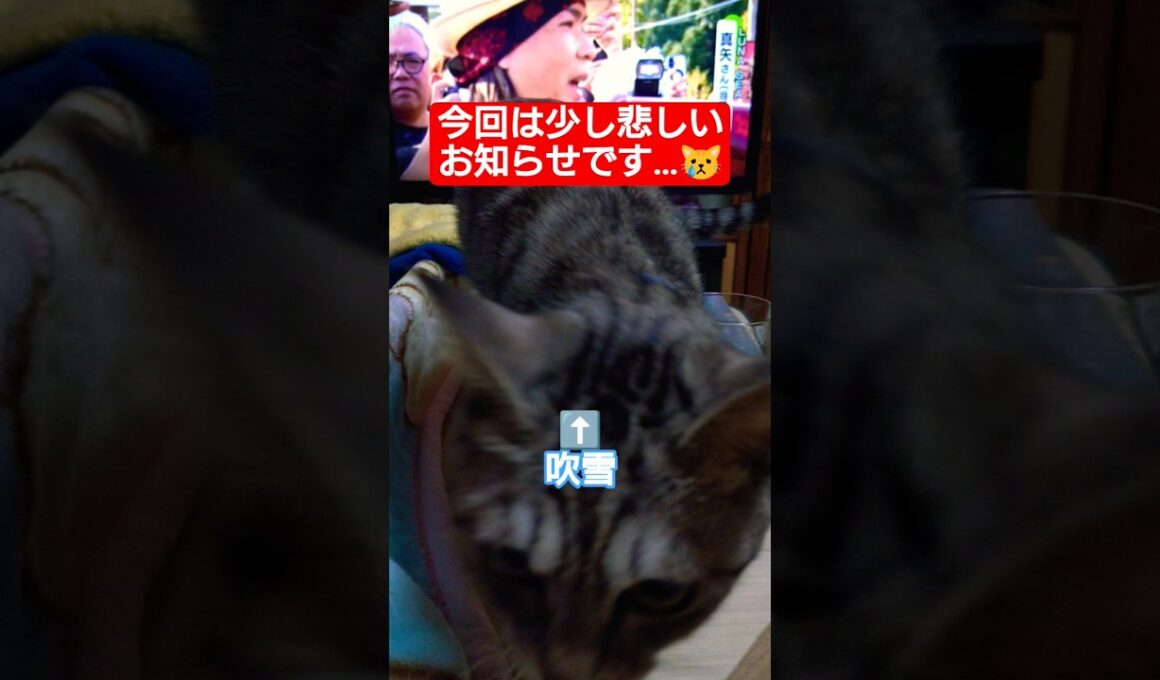 今回は少し悲しいお知らせです…#cute #cat #ねこ #病気 #肝臓 #炎症 #血尿 #吹雪