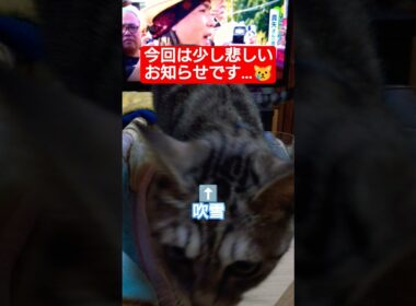 今回は少し悲しいお知らせです…#cute #cat #ねこ #病気 #肝臓 #炎症 #血尿 #吹雪