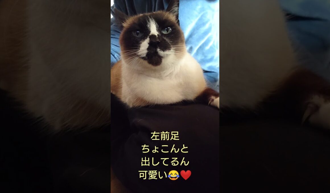 シャム猫さんの朝🐔#猫 #ねこ #cat #Shorts