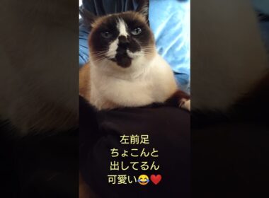 シャム猫さんの朝🐔#猫 #ねこ #cat #Shorts