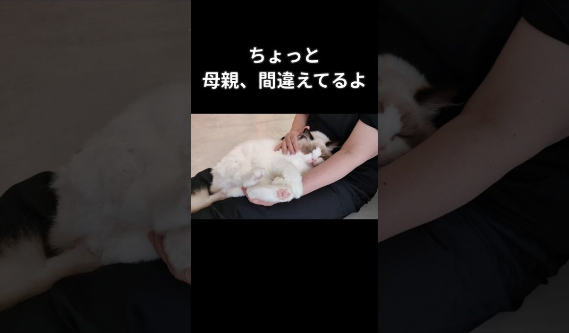 誰とでもイチャイチャしやがって😑 #shorts #ラグドール #子猫 #猫のいる生活 #甘えん坊猫 #ぬいぐるみ猫