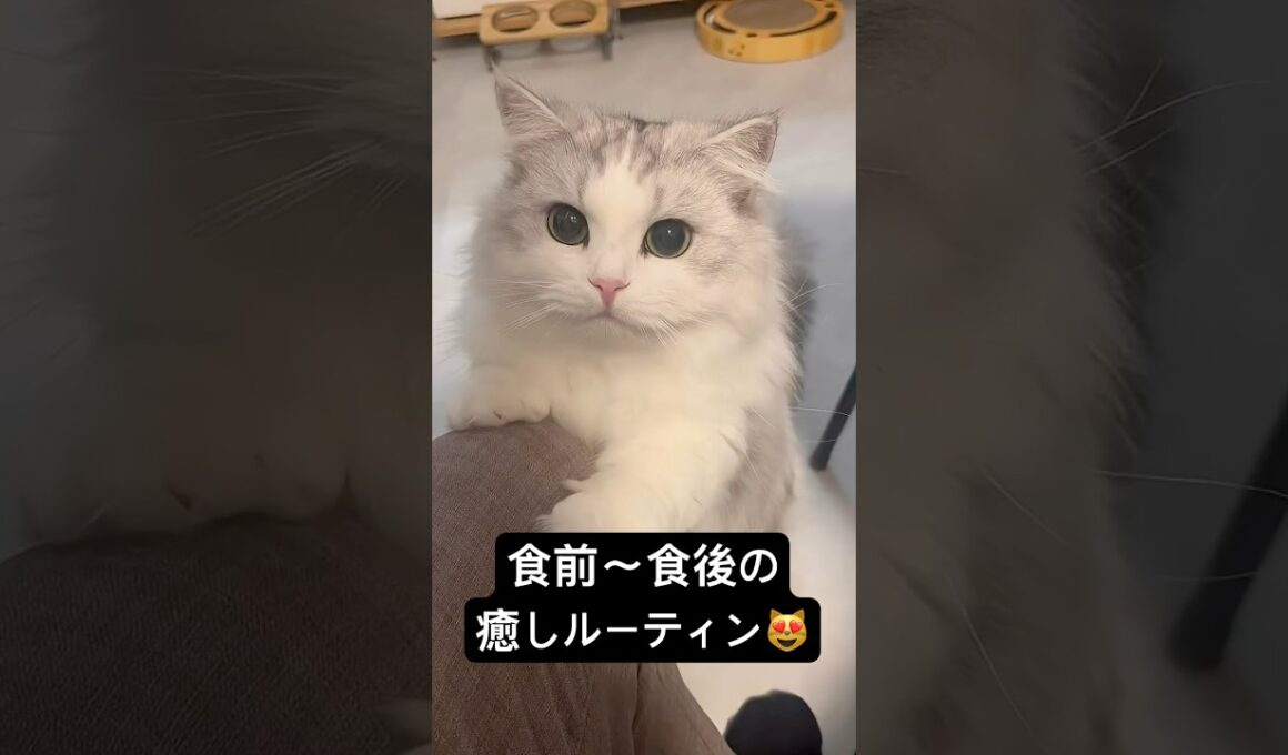 ご飯前から食後まで全部かわいい。子猫の癒しルーティン🍴🐾#ミヌエット #猫のいる暮らし #munchkinfold #minuetcat #cat #子ネコ #ねこ #子猫 #猫のいる生活