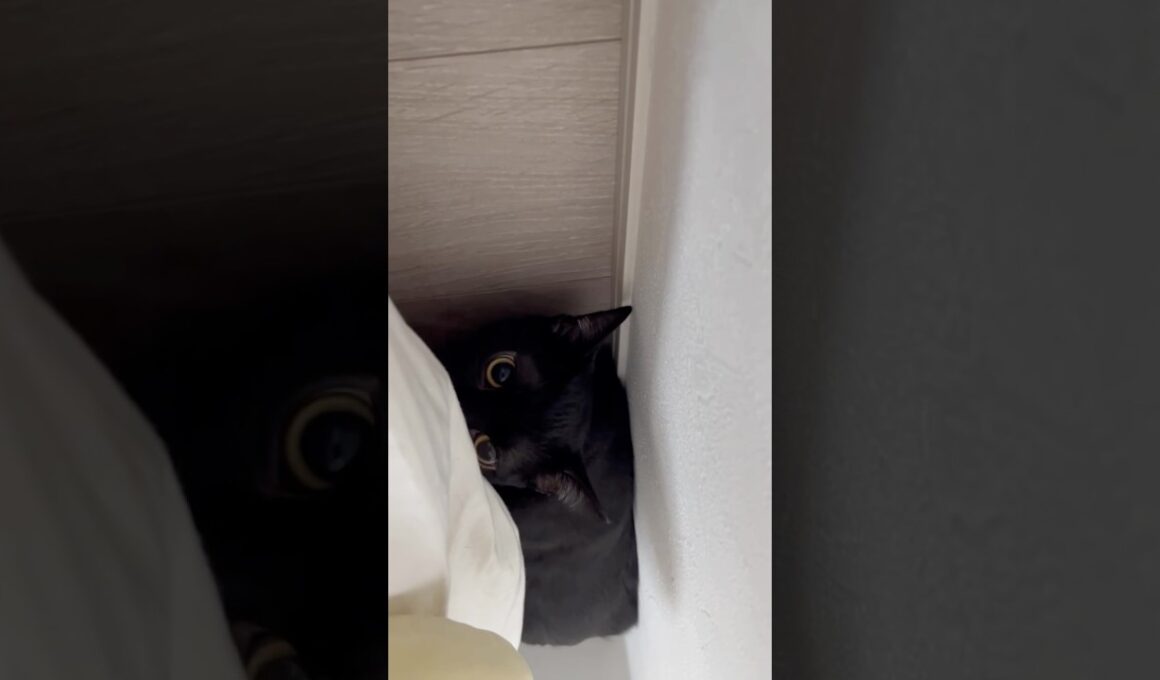 スタートダッシュ黒猫ボンベイ　#cat #ねこ #ねこのいる暮らし #ねこのいる生活 #ねこ動画 #猫好きさんと繋がりたい #猫 #かわいい #癒やし #甘えん坊