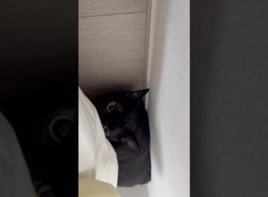 スタートダッシュ黒猫ボンベイ　#cat #ねこ #ねこのいる暮らし #ねこのいる生活 #ねこ動画 #猫好きさんと繋がりたい #猫 #かわいい #癒やし #甘えん坊