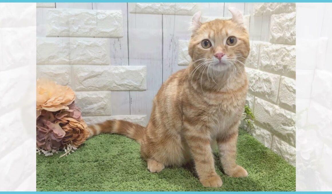 ペットショップcoo&riku No.00748690 アメリカンカール