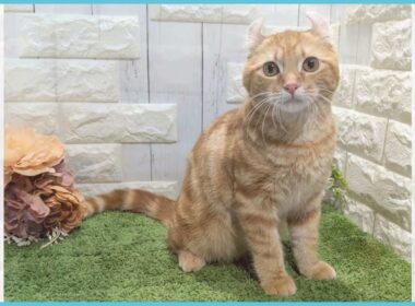 ペットショップcoo&riku No.00748690 アメリカンカール