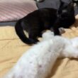 黒猫くー「シャムの雫、寝相が💦キジシロのルルみたく寝なよ」①