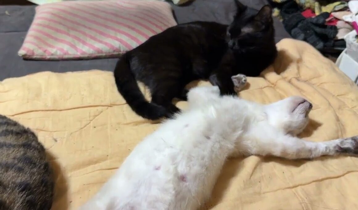 黒猫くー「シャムの雫、寝相が💦キジシロのルルみたく寝なよ」①