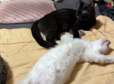 黒猫くー「シャムの雫、寝相が💦キジシロのルルみたく寝なよ」①