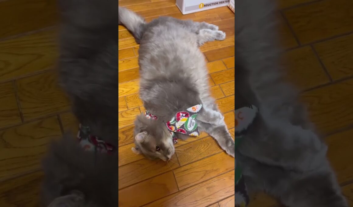 ニャンコ体操 #ねこ動画 #アメリカンカール