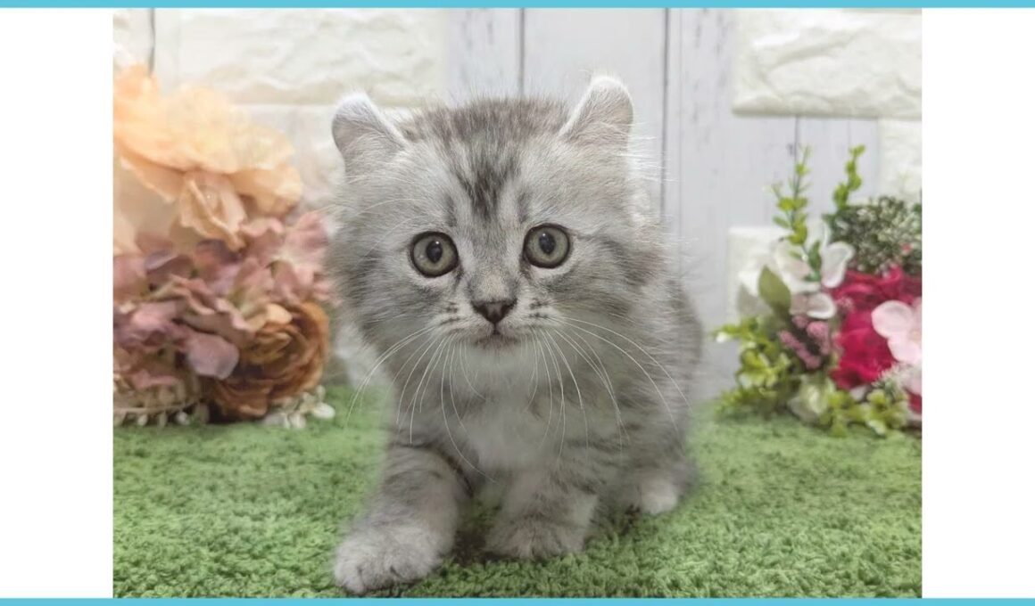 ペットショップcoo&riku No.00747964 アメリカンカール