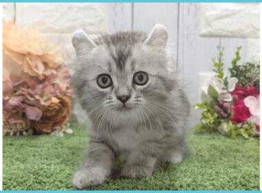 ペットショップcoo&riku No.00747964 アメリカンカール