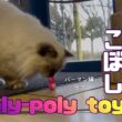 バーマン猫ラフ【おきあがりこぼし】Roly-poly toy（バーマン猫）Birman/Cat