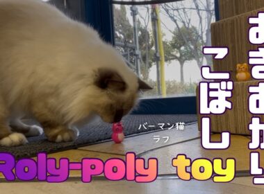 バーマン猫ラフ【おきあがりこぼし】Roly-poly toy（バーマン猫）Birman/Cat