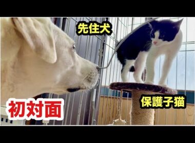 先住犬と初対面の子猫の反応がこうなりました