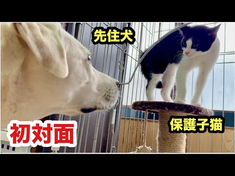 先住犬と初対面の子猫の反応がこうなりました