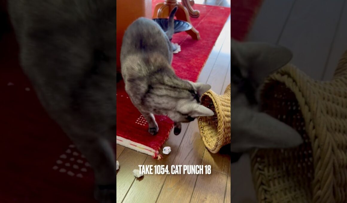 ビビりながら #キャットパンチ炸裂 🤛#遊ぶ猫 #egyptianmaucat #エジプシャンマウスモーク #怖がり猫 #エジプシャンマウ #猫と暮らす #猫あるある #shorts #あけびかご