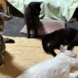 黒猫くー「シャムの雫、寝相が💦キジシロのルルみたく寝なよ」② ネコジャラシを雫にしたら、動かない💦心配したが