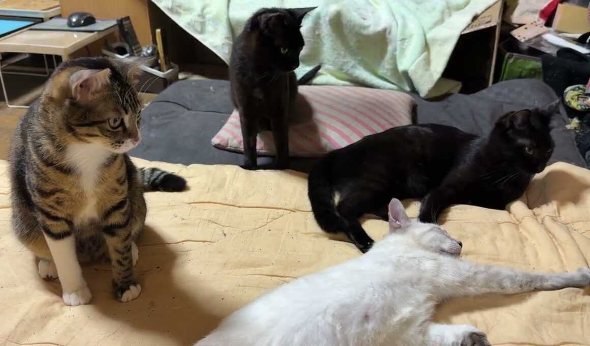 黒猫くー「シャムの雫、寝相が💦キジシロのルルみたく寝なよ」② ネコジャラシを雫にしたら、動かない💦心配したが