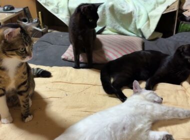 黒猫くー「シャムの雫、寝相が💦キジシロのルルみたく寝なよ」② ネコジャラシを雫にしたら、動かない💦心配したが