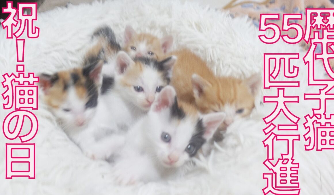 【猫の日】歴代の保護子猫、55匹大行進　All rescued kitties up to 2024
