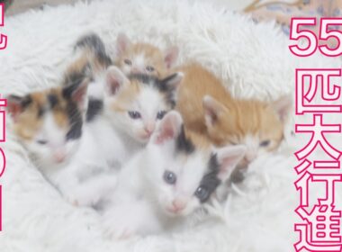 【猫の日】歴代の保護子猫、55匹大行進　All rescued kitties up to 2024