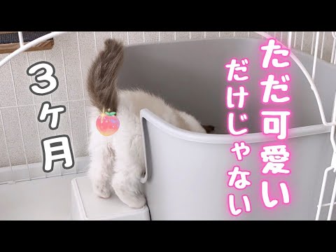 まだ3ヶ月の子猫なのに、そんなことも出来るなんて🤦