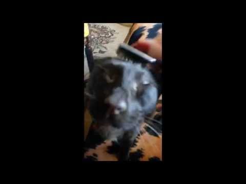 Gauderic Havana Brown Cat