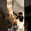 保護直後、混乱して仲間割れする子猫たち🐱   #cat #kitten #猫 #子猫 #ねこ #こねこ  #保護猫  #shorts