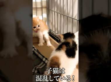 保護直後、混乱して仲間割れする子猫たち🐱   #cat #kitten #猫 #子猫 #ねこ #こねこ  #保護猫  #shorts