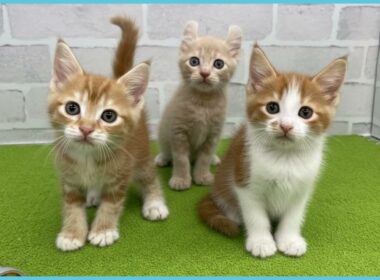 ペットショップcoo&riku No.00747960 アメリカンカール（立ち耳）